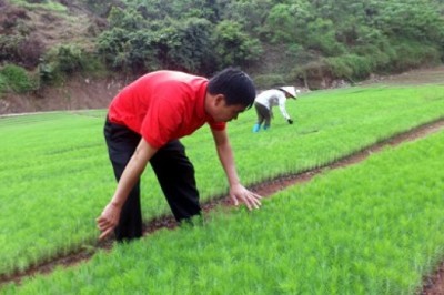 Đề án Phát triển vùng trồng cây Dược liệu giai đoạn 2016-2020 tại Lạng Sơn