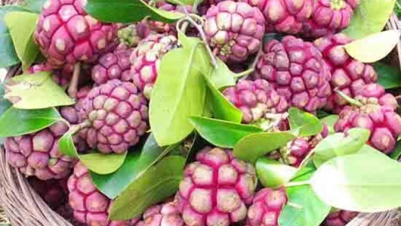 Cây dược liệu Cây Na Rừng - Kadsura Coccinea