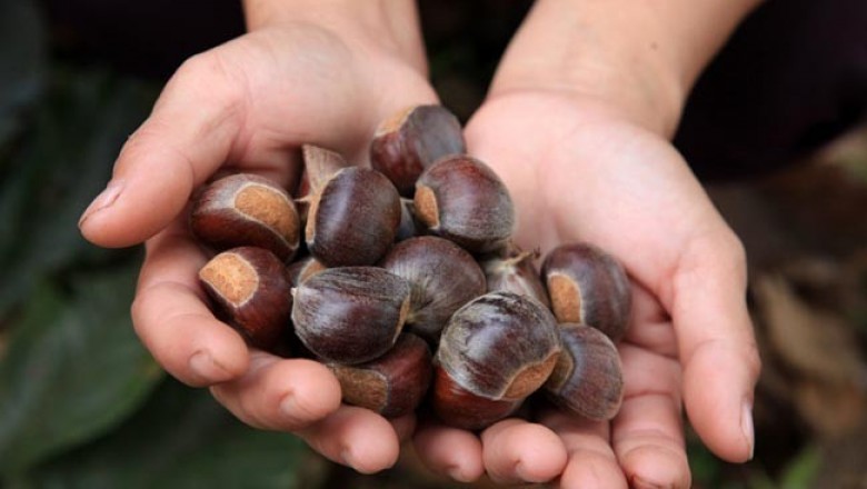 Cây dược liệu cây Dẻ Trùng khánh - Castanea mollissima Blume