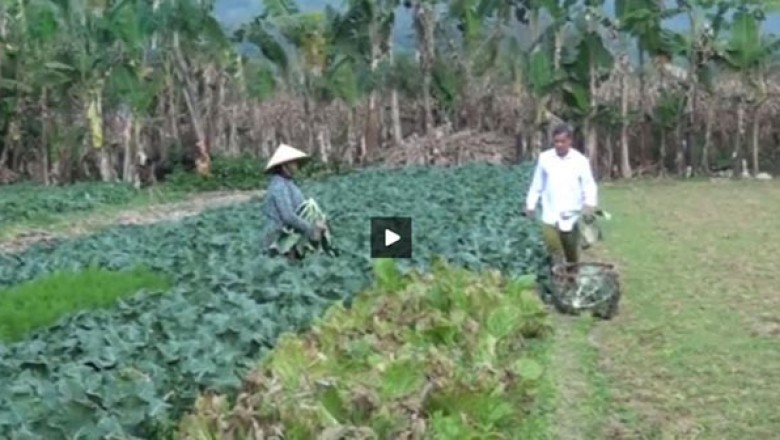 Thành phố phát triển trồng rau an toàn, Cao Bằng