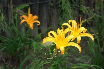 Cây dược liệu cây Hoa hiên - Hemerocallis fulva L, và những bài thuốc đông y hay