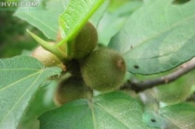 Những bài thuốc Đông Y từ cây Dược Liệu Cây vú bò, Thổ hoàng kỳ