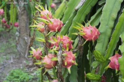 Cây dược liệu cây Thanh long - Hylocereus undatus