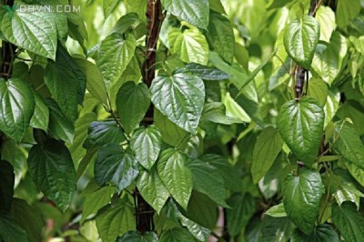 Cây dược liệu cây Trầu không - Piper betle
