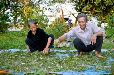 Hai vợ chồng miệt mài tìm cây thuốc cứu người