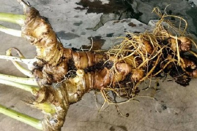 Đào được Củ sâm Ngọc Linh tự nhiên nặng 800g được trả giá 400 triệu đồng
