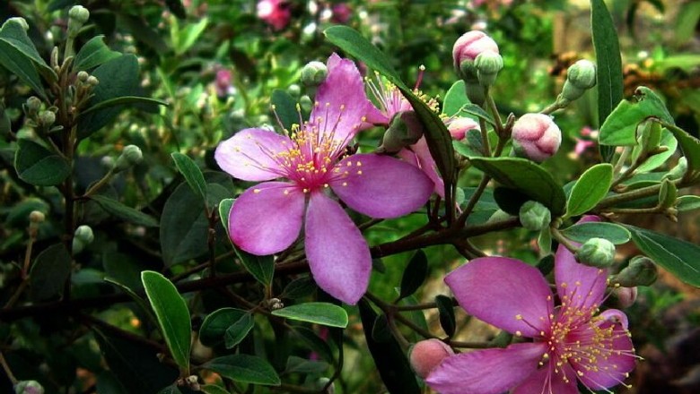 Cây dược liệu cây Sim - Rhodomyrtus tomentosa