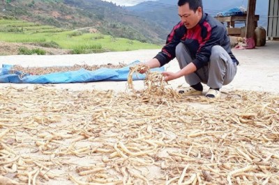 Cả làng đang đổi đời từ trồng cây dược liệu sâm dây, sâm Ngọc Linh