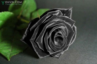 Nơi nào trồng được hoa hồng đen, Hoa Hồng Đen có ý nghĩa gì ?