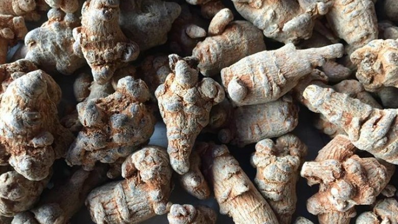 Mua tam thất nhất định phải biết tránh nhầm lẫn với các loài có tên Tam thất