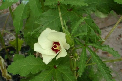 Cây dược liệu cây Ðậu bắp, Bụp bắp, Mướp tây - Abelmoschus esculentus