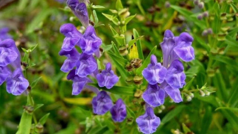 Cây dược liệu cây Hoàng cầm - Scutellaria baicalensis Georgi