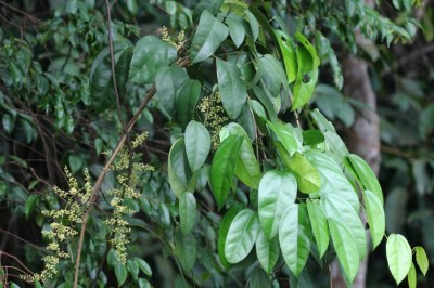 Cây dược liệu cây Hoàng đằng - Fibraurea tinctoria