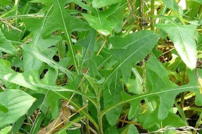 Cây dược liệu cây Rau diếp dại, Rau bao, Diếp trời - Sonchus arvensis