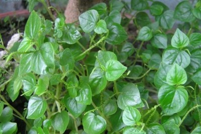 Cây dược liệu cây Rau càng cua - Peperomia pellucida