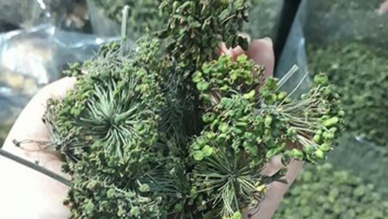Vị thuốc quý giúp hạ huyết áp từ Hoa tam thất