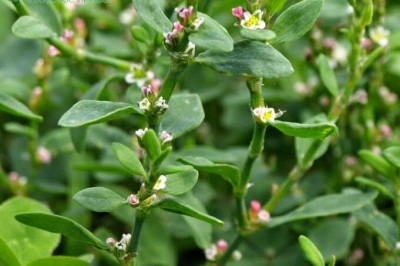 Cây dược liệu cây Rau đắng, Biển súc, Cây càng tôm - Polygonum aviculare L