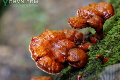 Cây dược liệu cây Linh chi, Nấm lim - Ganoderma lucidum