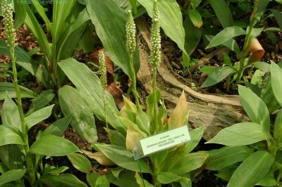 Cây dược liệu cây Lan gấm đất cao- Goodyera procera Ker