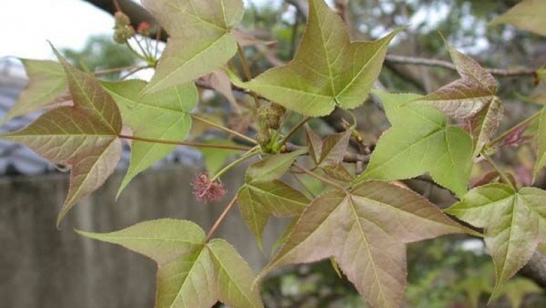 Cây dược liệu cây Sau sau, Sau trắng, Cây cổ yếm, Cây lau thau - Liquidambar formosana Hance
