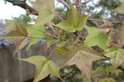 Cây dược liệu cây Sau sau, Sau trắng, Cây cổ yếm, Cây lau thau - Liquidambar formosana Hance