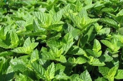 Cây dược liệu cây Sương sáo - Mesona chinensis Benth