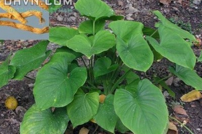 Cây dược liệu cây Thiên niên kiện, Sơn thục, Thần phục - Homalomena occulta 