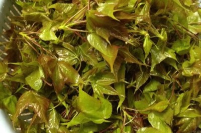 Lá Cây sau sau vừa là rau vừa là thuốc quý