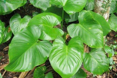 Công dụng và cách dùng chữa bệnh của cây Thiên Niên Kiên