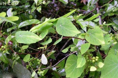 Cây dược liệu cây Cù dòm, Củ gà ấp - Stephania dielsiana Y.C. Wu