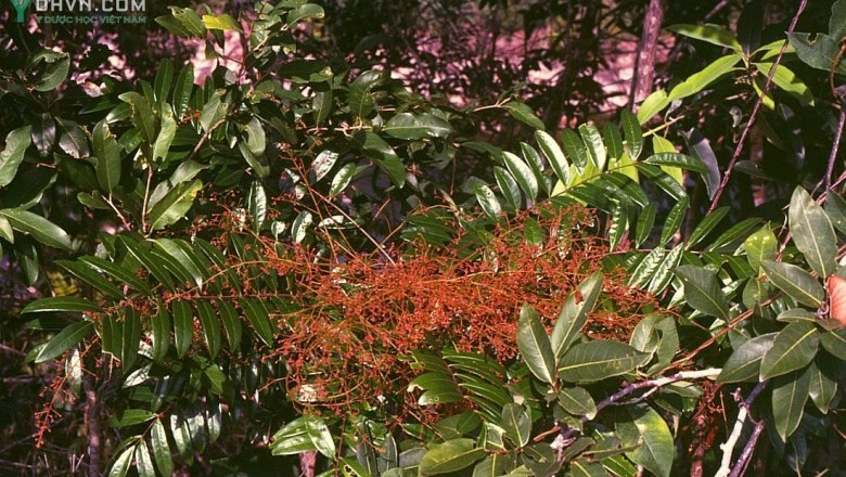 Cây dược liệu cây Bách bệnh, Bá bệnh hay Mật thơm - Eurycoma longifolia jack subsp longifolia