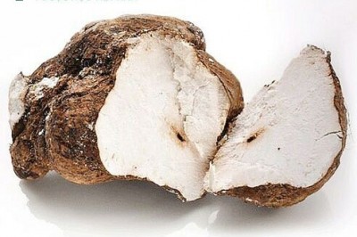 Cây dược liệu cây Phục linh - Poria cocos (Schw.) Wolf