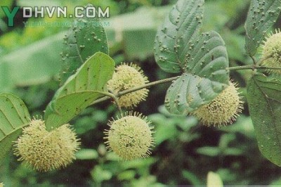 Cây dược liệu cây Câu đằng Bắc, Dây móc câu, Dây đắng quéo hay Móc ó - Uncaria homomalla Miq