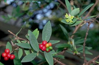 Cây dược liệu cây Niệt dó, Dó niệt, Dó chuột - Wikstroemia indica (L.) C.A. Mey