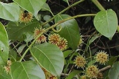 Cây dược liệu cây Câu đằng, Vuốt lá mỏ - Uncaria rhynchophylla (Miq.) Jacks