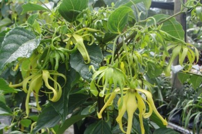 Cây dược liệu cây Ngọc lan tây, Hoàng lan - Cananga odorata (Lam.) Hook. f..et Thoms