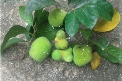 Cây dược liệu cây Chay Bắc bộ, Chay vỏ tía - Artocarpus tonkinensis A. Chev ex Gagnep