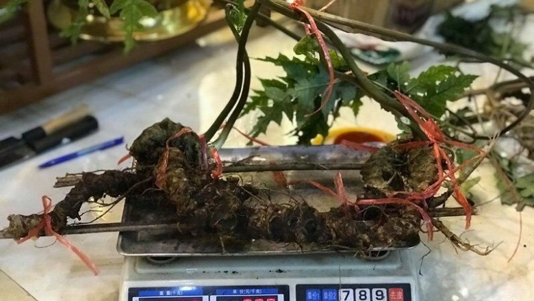 Hoàng Liên Sơn: Người dân đào được củ Tam thất hoang, Tiết trúc nhân sâm nặng 1kg cực quý hiếm