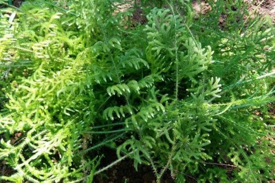 Cây dược liệu cây Thông đất - Lycopodiella cernua (L.) Pie. - Serm. (Lycopodium cernuum L.)