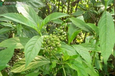 Cây dược liệu cây Thường sơn, Nam thường sơn, Bạch thường sơn, Thường sơn tía - Dichroa febrifuga Lour