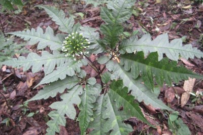 Cây dược liệu cây Tam thất hoang - Panax bipinnatifidus Seem