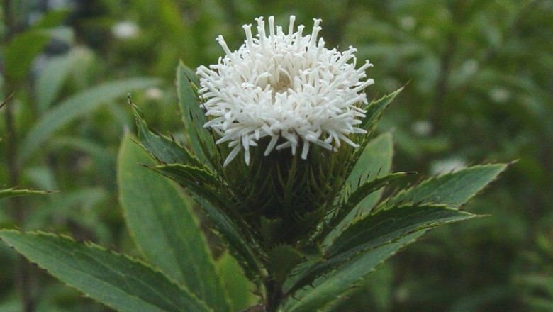 Cây dược liệu cây Thương truật - Atractylodes lancea (Thunb.) DC