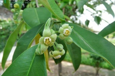 Cây dược liệu cây Trầm, Trầm hương, Trầm dó - Aquilaria crassna Pierre ex Lecomte