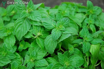 Cây dược liệu cây Bạc hà hay Bạc hà nam - Mentha arvensis L