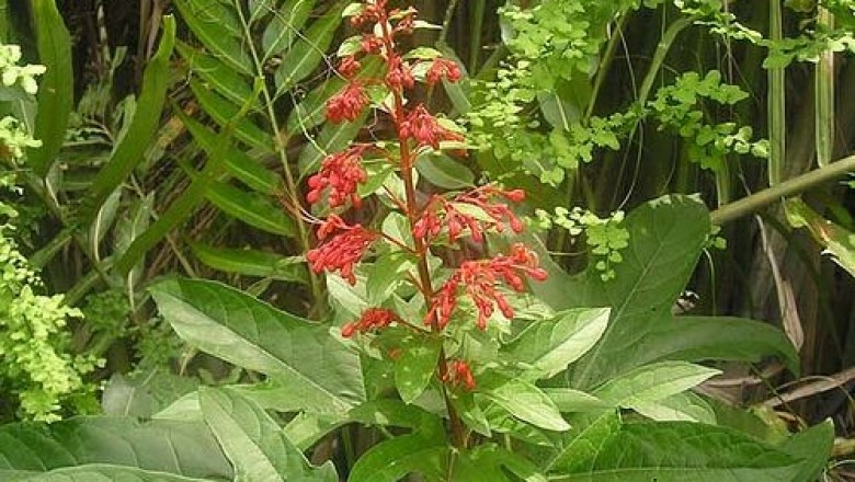 Cây dược liệu cây Mò đỏ, Bấn đỏ, Vây đỏ, Ngọc nữ đỏ - Clerodendrum paniculatum L