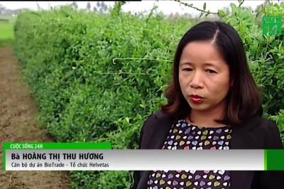 Cây Dây thìa canh trồng tại Nam Định, Việt Nam đã được nghiên cứu trị bệnh tiểu đường hiệu quả