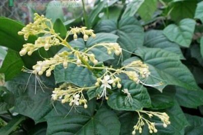 Cây dược liệu cây Bạch đồng nữ, Mò hoa trắng - Clerodendrum viscosum Vent