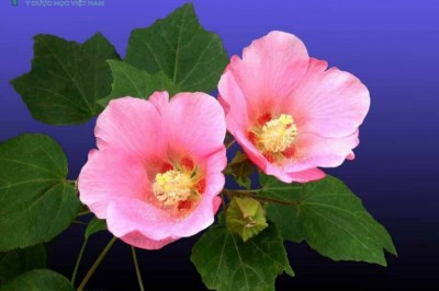 Cây dược liệu cây Phù dung - Hibiscus mutabilis L