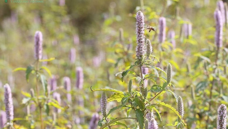 Cây dược liệu cây Bạc hà cay - Mentha x piperita L