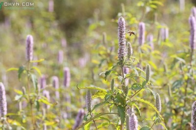 Cây dược liệu cây Bạc hà cay - Mentha x piperita L
